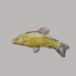 È allevata in acque stagnanti: morfologia e caratteristiche del pesce tinca